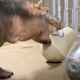 Image for article titled Fiona the Hippo May Be Clairvoyant